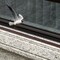 Pack of 10 Plastic Bird Deterrent Spikes for Birds, Pigeon, Squirrel, Raccoon, Crow, and Cat Anti-Climb Strips to Deter Theft - Suitable for Wall, Windowsill, Railing, Fence, and Roof